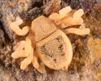 Media type: image; Invertebrate Zoology 143922
